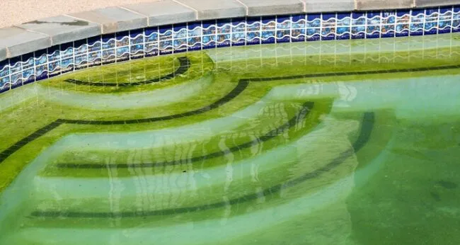Grünes Poolwasser